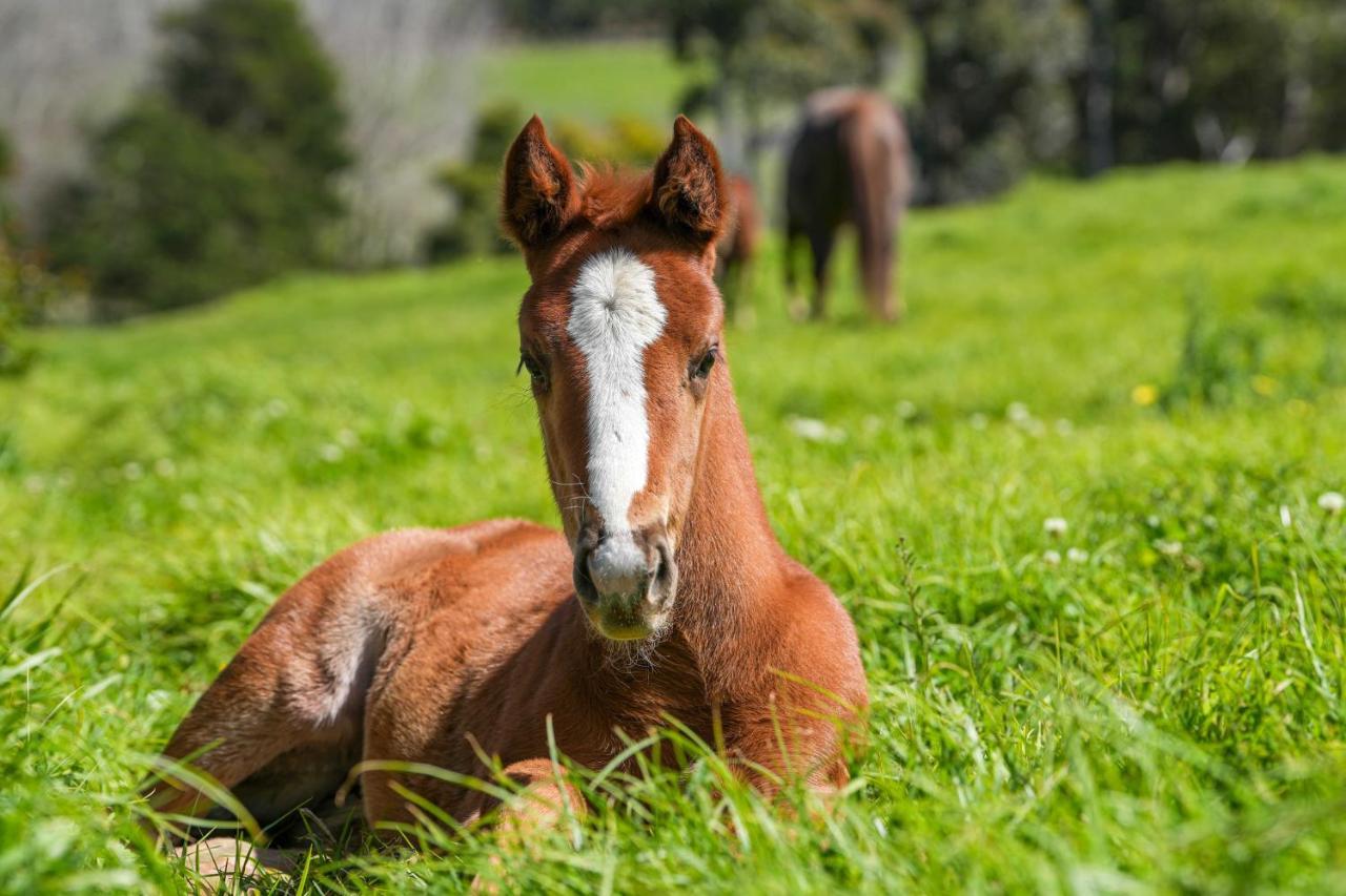 Hemel 'N Aarde Stud Hotel Hermanus Luaran gambar